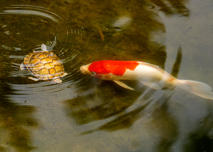 荷塘-鲤鱼-乌龟-生态-自然 图片素材