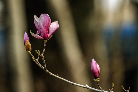植物-玉兰花-春天-原创-玉兰花 图片素材