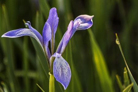 植物-路边-花草-原创-花 图片素材