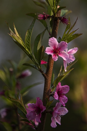 植物-路边-花草-原创-花 图片素材