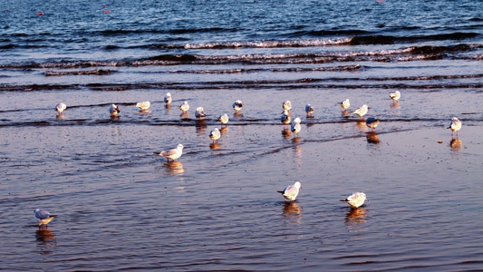 北戴河-海滩-海鸥-海冰-原创 图片素材