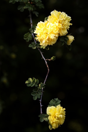 植物-路边-花草-原创-花 图片素材