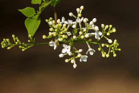 植物-小花-春天-原创-丁香花 图片素材