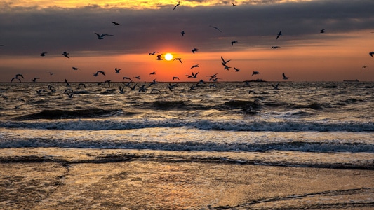 大海-海鸥-日出-原创-海浪 图片素材