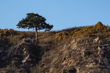 植物-自然-原创-旅行-风景 图片素材