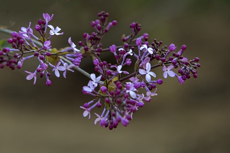 植物-小花-春天-原创-花 图片素材