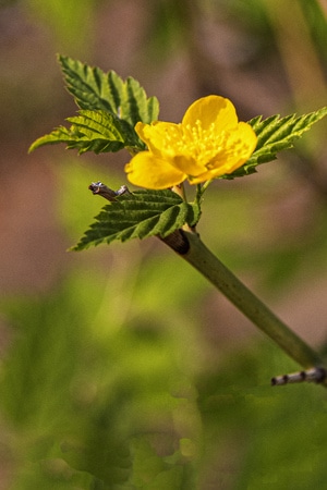 植物-路边-花草-原创-花 图片素材