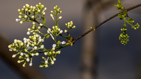 植物-小花-春天-原创-丁香花 图片素材