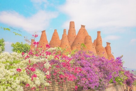 花朵-微距-城市-旅行-糖水 图片素材
