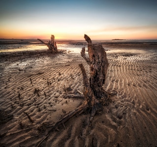 光影-扫海-枯树-澳大利亚-布里斯班 图片素材