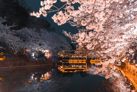 樱花-夜景-樱花-樱花树-树 图片素材