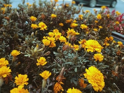 花-菊花-花-花卉-黄花 图片素材