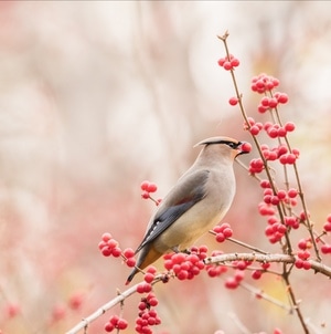 冬日暖阳-鸟-动物-野生动物-鸟 图片素材