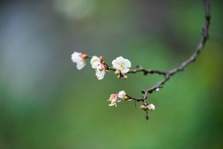 宅家-复工-佛教-寺院-梅花 图片素材