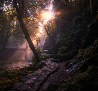花-佛教-风景-风光-旅游 图片素材