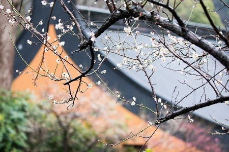 宅家-复工-佛教-寺院-梅花 图片素材