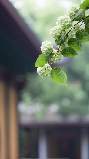 僧人-和尚-杭州西湖-灵隐寺-古刹 图片素材