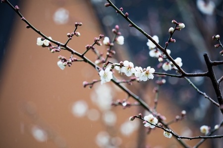 宅家-复工-佛教-寺院-梅花 图片素材