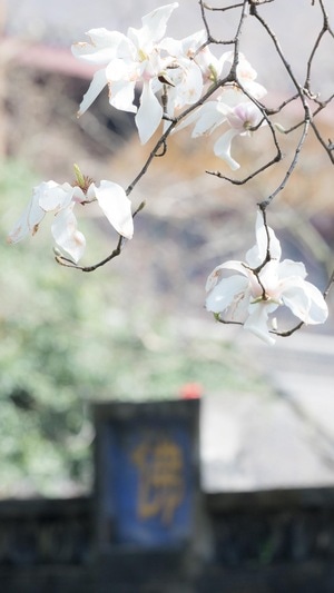 寺庙-复工-佛教-寺院-花灯 图片素材