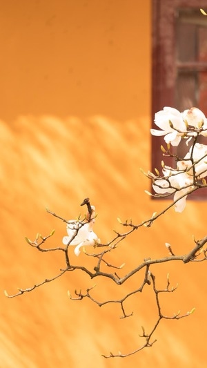 寺庙-复工-佛教-寺院-花灯 图片素材