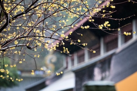 宅家-复工-佛教-寺院-梅花 图片素材