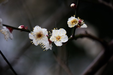 宅家-复工-佛教-寺院-梅花 图片素材
