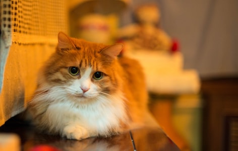 家-喵-猫-动物-猫 图片素材