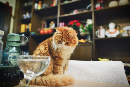 喵-家-猫-波斯猫-纸巾 图片素材