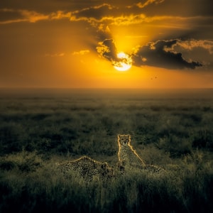 野生动物-非洲-猎豹-捕食-游猎 图片素材