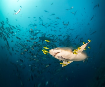 斐济-海洋-水下-潜水-佳能5dsr 图片素材