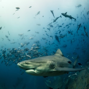水下-野生动物-牛鲨-斐济-野生动物 图片素材
