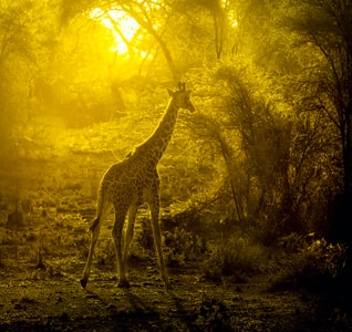 非洲-坦桑尼亚-野生动物-长颈鹿-动物 图片素材