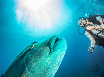 水下摄影-帕劳-潜水-野生动物-苏眉 图片素材