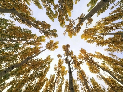 秋色-春光-杨柳-嫩绿-手机摄影 图片素材