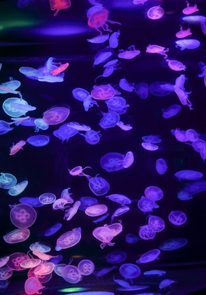 海洋馆-鱼-水母-用心拍小片-水母 图片素材