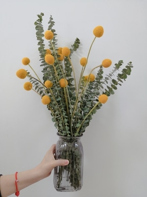 植物-仙人掌-花球-尤加利叶-花球 图片素材