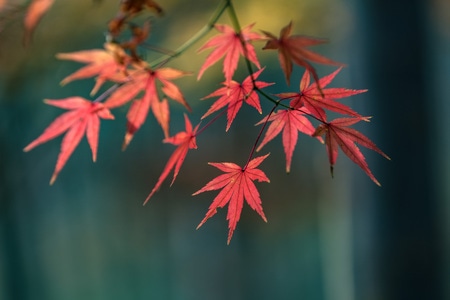 美丽西湖-西湖十景-云栖竹经-初冬漫步云栖-枫叶红了 图片素材