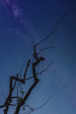 夜空-银河-星空-舞蹈-树枝 图片素材