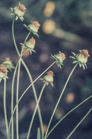 花朵-凋谢-植物-花-花朵 图片素材