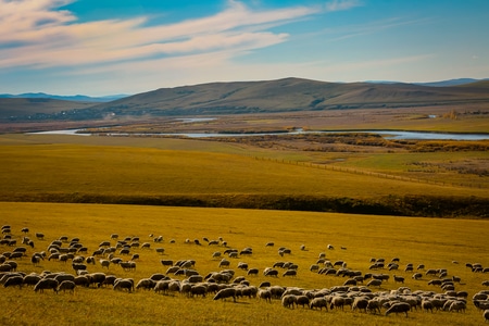 满洲里-呼伦贝尔-牧羊-放牧-羊群 图片素材
