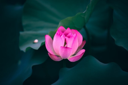 湖泊-鲜艳-荷花-莲-荷叶 图片素材