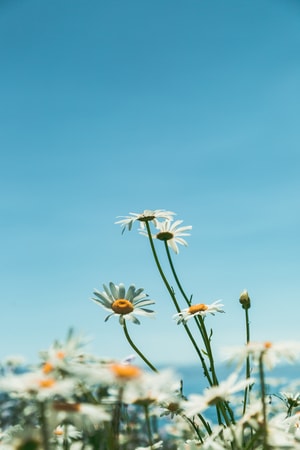 花-阳光-晴天-蓝色-花 图片素材