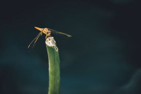 绿色地球-蜻蜓-蜻蜓-昆虫-动物 图片素材