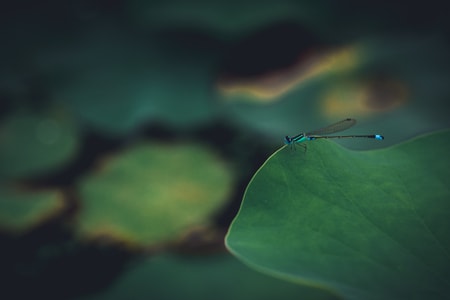 荷-莲蓬-蜻蜓-池塘-蜻蜓 图片素材