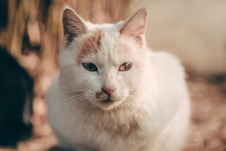 猫-猫-动物-宠物-白猫 图片素材