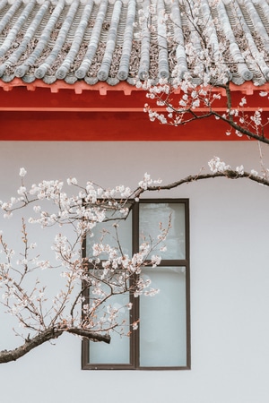 树-建筑-樱花-樱花-树枝 图片素材