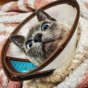 插画-儿童插画-金属-装饰画-猫 图片素材