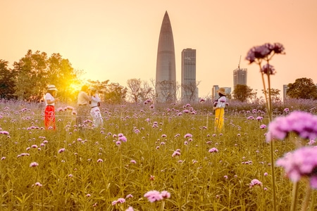 深圳-公园-流花山-马鞭草-美好生活 图片素材