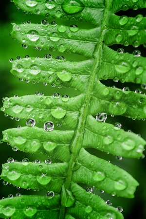 叶子-植物-蕨类-生态-微距 图片素材