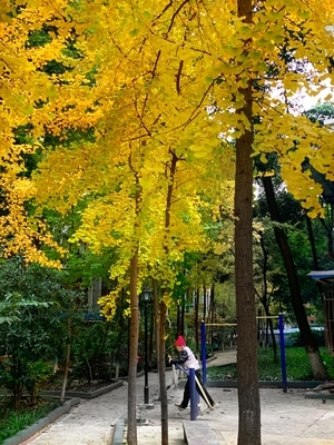 冬日-黄-成都-银杏-银杏树 图片素材